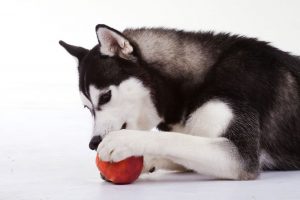 Darf-mein-Hund-Apfel-essen