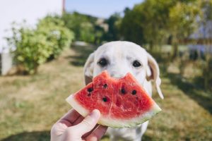 Darf-mein-Hund-Wassermelone-essen