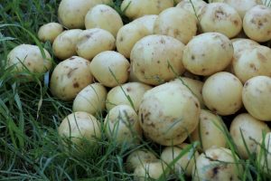 Kartoffeln auf der Wiese