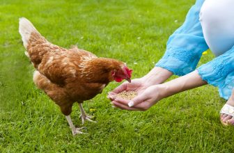 Können Hühner schwimmen