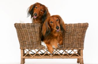Hundesofa