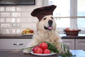 Hund sitzt vor einem Teller Tomaten