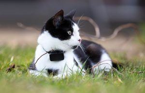 Katze mit GPS Halsband