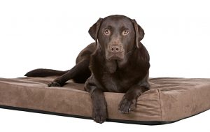 Labrador auf Matratze aus Schaumstoff