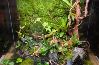 Wüstenterrarium einrichten