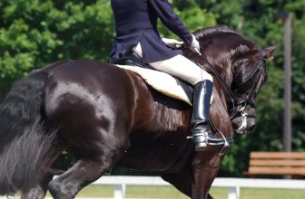 Dressur reiten