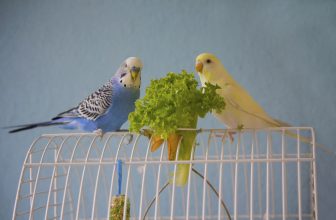 Dürfen Wellensittiche Petersilie essen