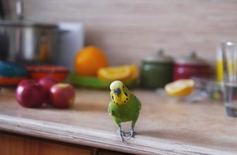 Wellensittich in der Küche