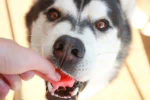 Dürfen Hunde Wassermelone fressen