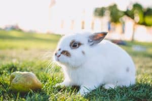 Dürfen Kaninchen Birnen fressen