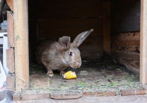 Dürfen Kaninchen Mais essen