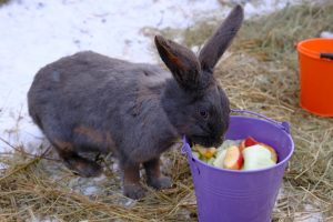 Dürfen Kaninchen Weintrauben essen