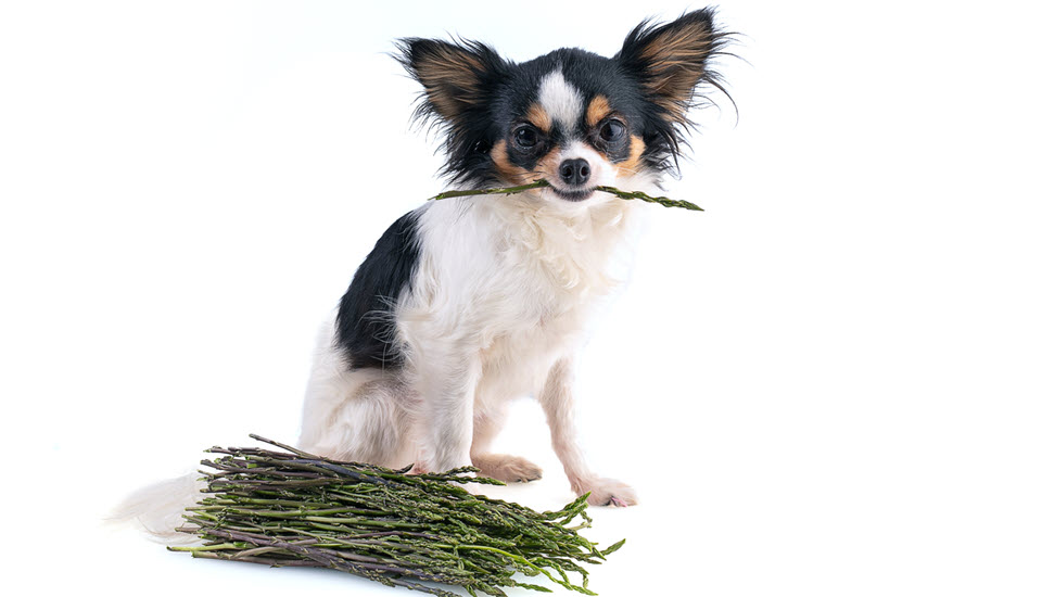Dürfen Hunde Spargel essen? 