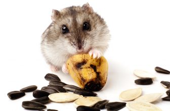 Dürfen Hamster Banane essen