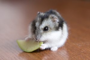 Dürfen Hamster Birnen fressen