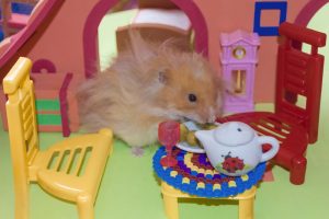 Dürfen Hamster Gurke essen?