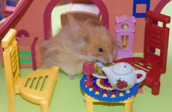 Dürfen Hamster Gurke essen?