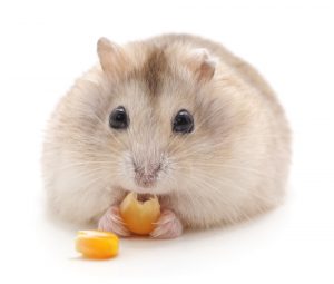 Dürfen Hamster Mais fressen