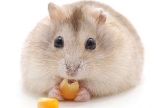 Dürfen Hamster Mais fressen