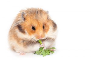 Dürfen Hamster Rucola fressen