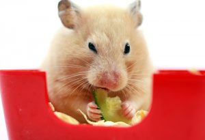 Dürfen Hamster Wassermelone fressen?