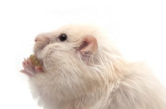 Dürfen Hamster Weintrauben fressen