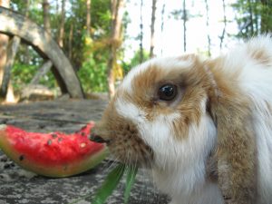 Dürfen Kaninchen Wassermelone essen