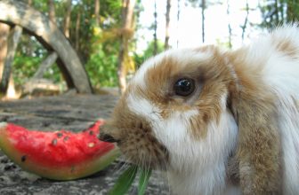 Dürfen Kaninchen Wassermelone essen