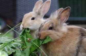 Allgemeines zur Kaninchenhaltung