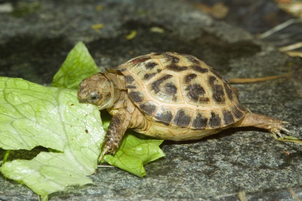 Praktische Tipps für die Schildkrötenhaltung zu Hause