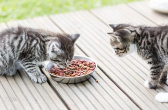 Katzenbabys beim Fressen auf der Terrasse