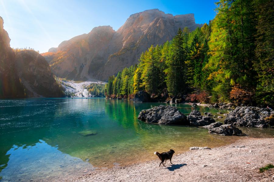 Hund am See in Südtirol