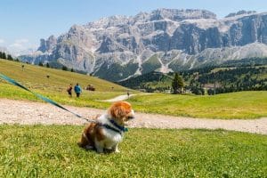 Hund an der Leine in Trentino Alto Adige