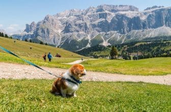 Hund an der Leine in Trentino Alto Adige