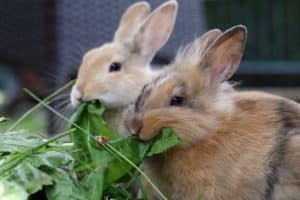 Kaninchen bekommen frisches Grün