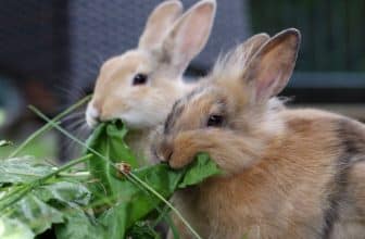 Kaninchen bekommen frisches Grün