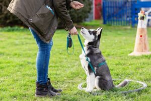 Hundetraining