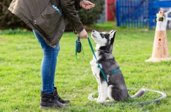 Hundetraining