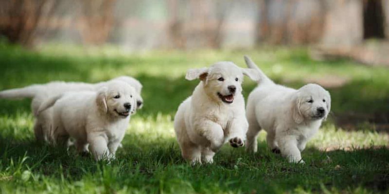 Die wichtigsten Basics zur Ernährung Ihres Hundes