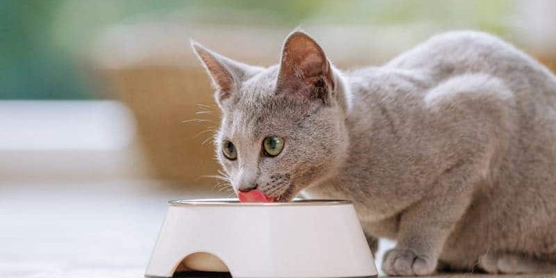 Die Katze richtig füttern: Ein paar Gedanken