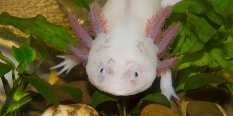 Axolotl (Ambystoma mexicanum)
