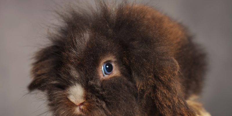 Die richtige Haltung von Bartkaninchen