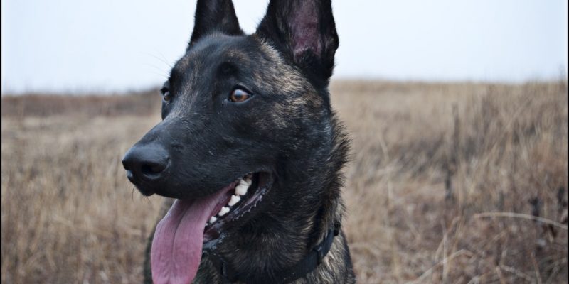 Belgischer Schäferhund