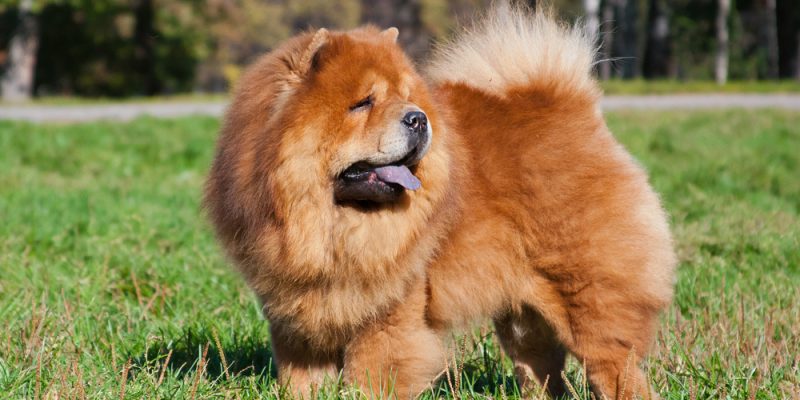 Vorgestellt – der Chow-Chow