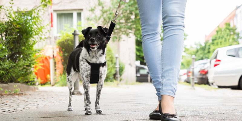 Darf ich für meinen Hund eine Flexileine benutzen?