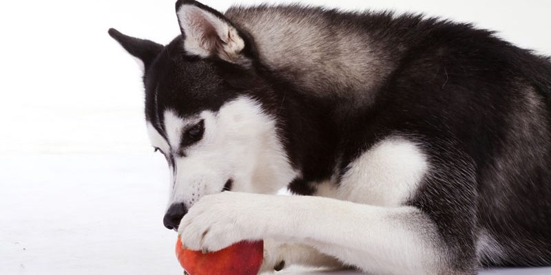 Darf mein Hund Apfel essen?