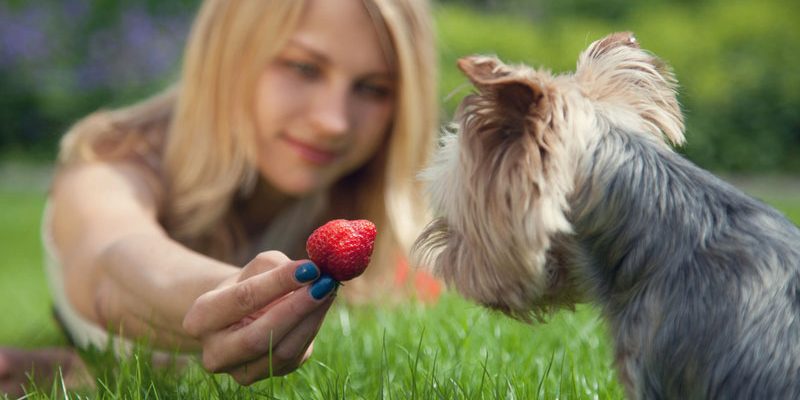 Darf mein Hund Erdbeeren essen?