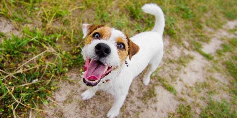 Darf ich meinen Hund Gras fressen lassen?