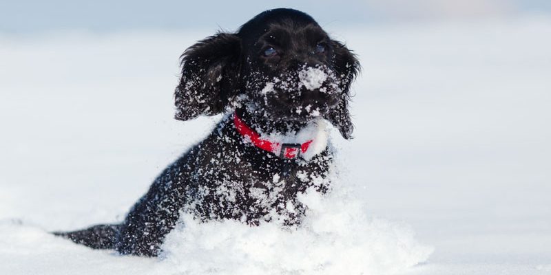 Darf mein Hund Schnee fressen?