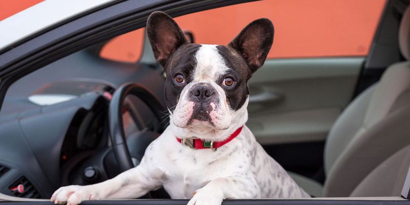 Darf mein Hund im Auto mitfahren?